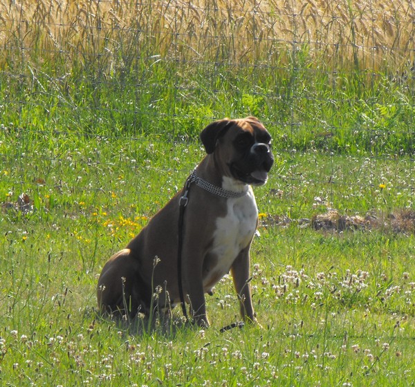 Chipie du bois de faitin